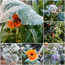 A collage of different flowers in winter