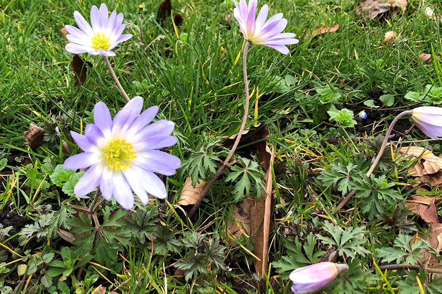 anemone flowers at City South Campus