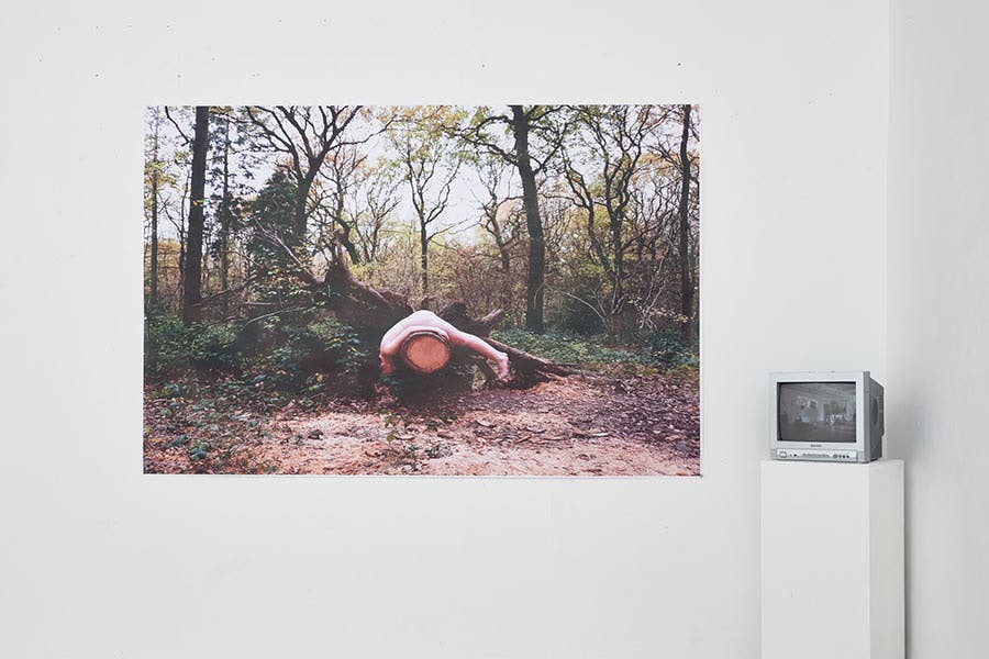 Fine Art installation: large picture on the wall of naked person lying on tree trunk in woodland
