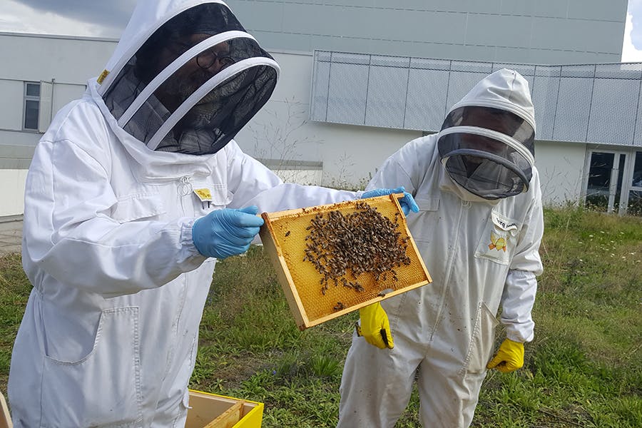 Two beekeepers , one holding a rack of honey