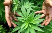 cannabis thumb