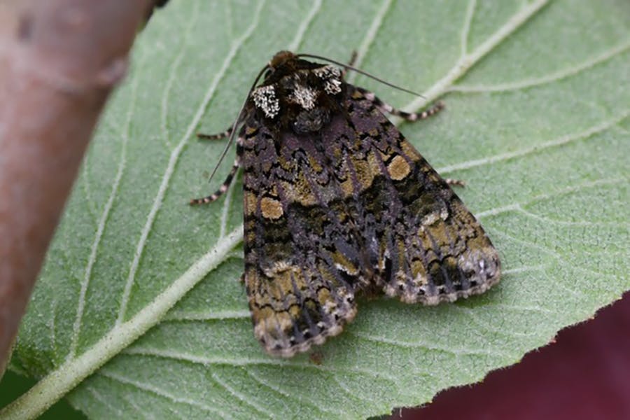 coronet moth on leaf