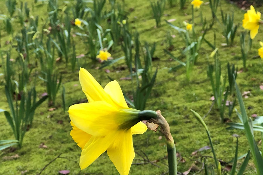 Close up of a yellow daffodil with more in the background