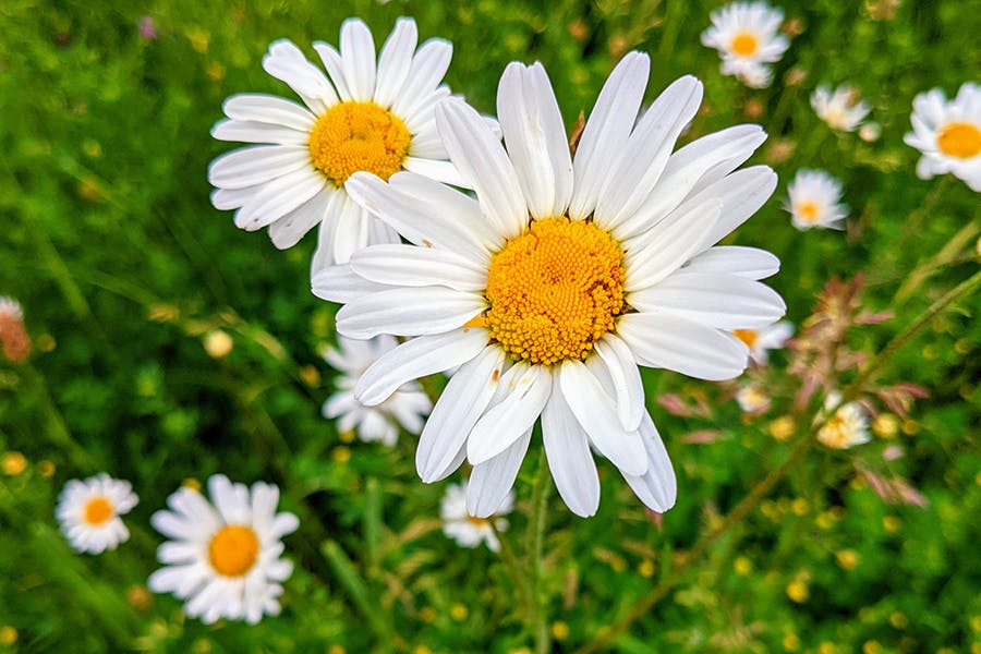 Close up of large daisy
