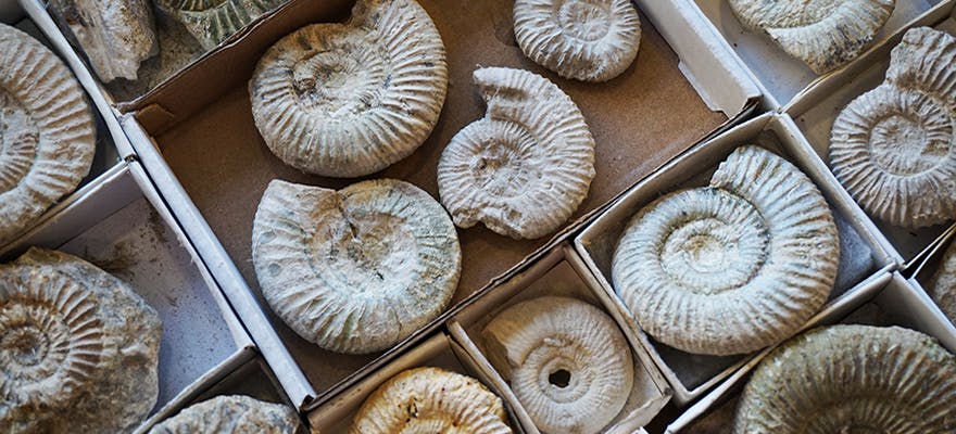 Free things to do in Birmingham lapworth fossils