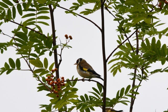 Goldfinch bird on tree branch