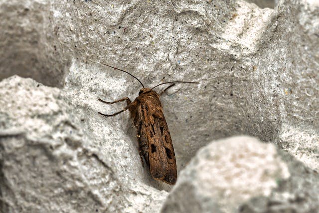 Brown moth in cardboard