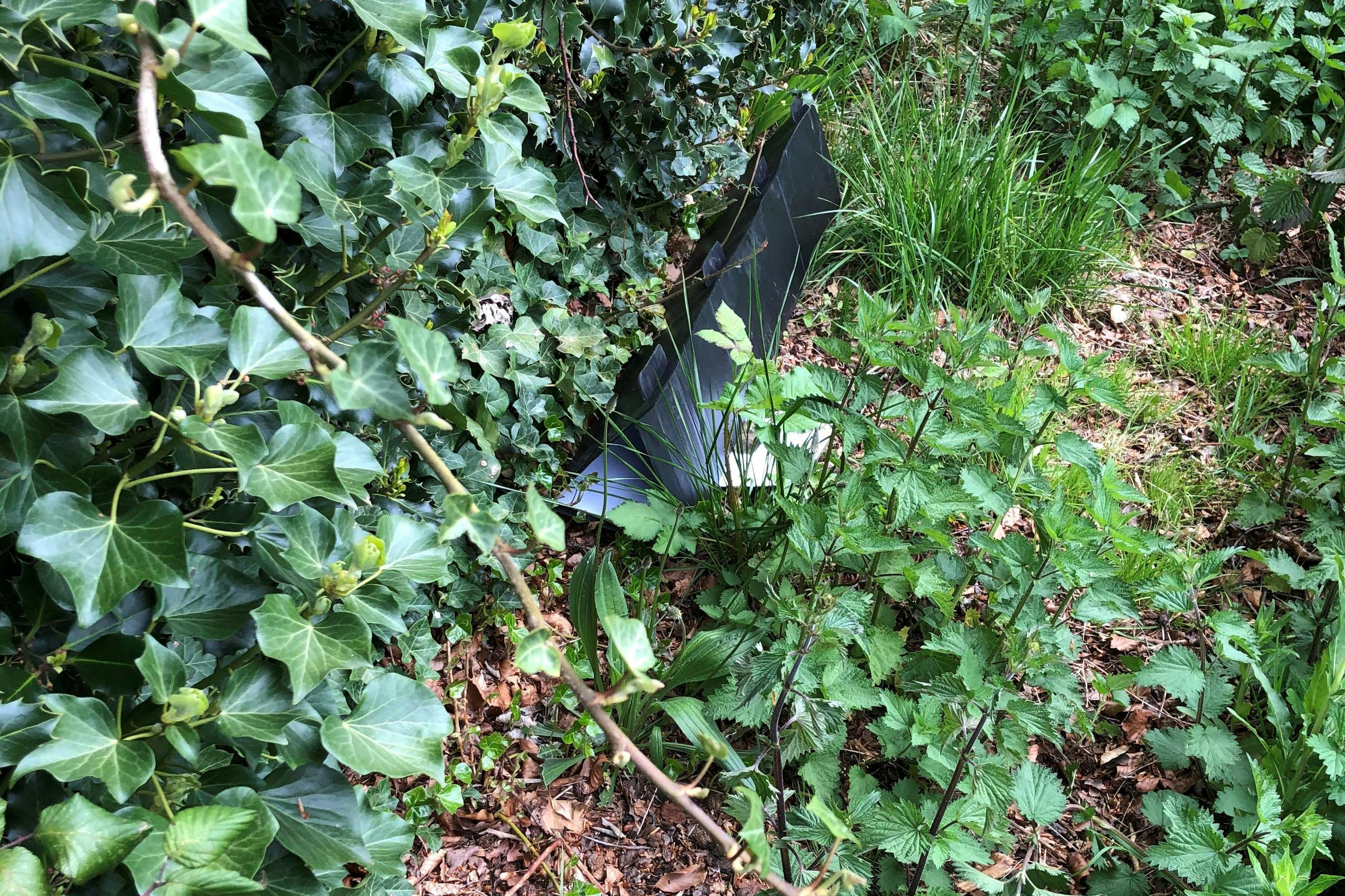 hedgehog tracker made from black plastic next to an ivy bush