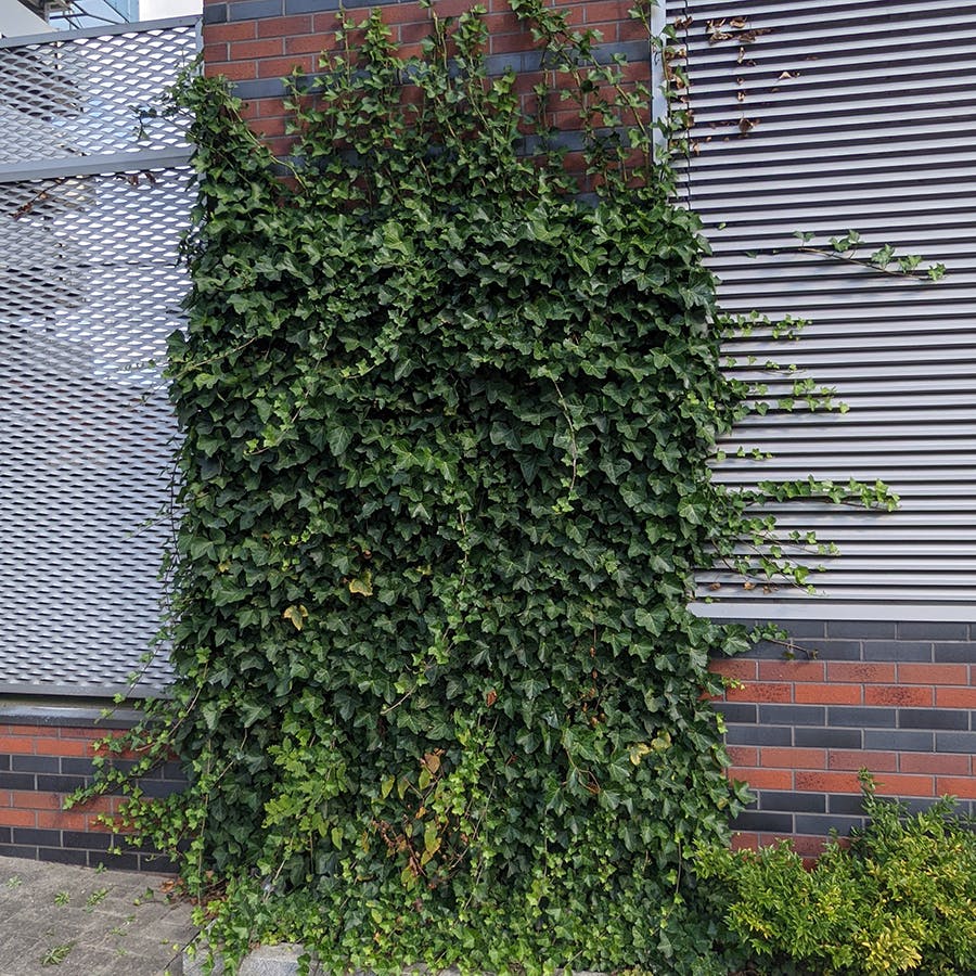 Ivy growing up wall