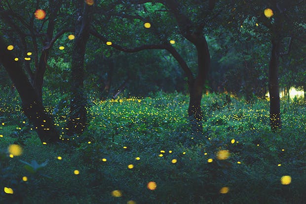 Forest with fireflies