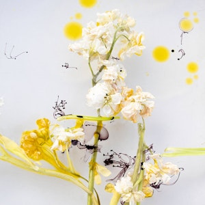 Photography piece of yellow and white flowers on a white background