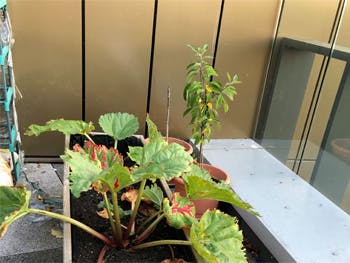 Rhubarb plant growing in a planter on the Curzon Building terrace.